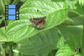 Scene_19e_Small skipper on leaf